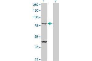 Western Blot analysis of TAP1 expression in transfected 293T cell line by TAP1 monoclonal antibody (M01), clone 2B4. (TAP1 anticorps  (AA 241-350))