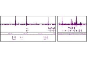 HDAC1 pAb tested by ChIP-Chip.