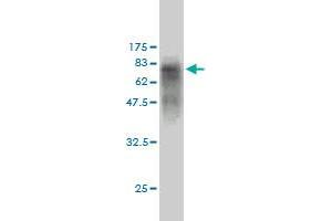 Western Blot detection against Immunogen (69.