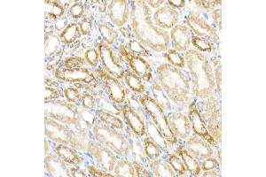 Immunohistochemistry of paraffin-embedded mouse kidney using MDH2 Rabbit mAb (ABIN7268381) at dilution of 1:25 (40x lens). (MDH2 anticorps)