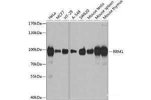 Western blot analysis of extracts of various cell lines using RRM1 Polyclonal Antibody at dilution of 1:1000. (RRM1 anticorps)