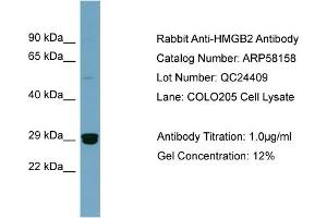 WB Suggested Anti-HMGB2  Antibody Titration: 0. (HMGB2 anticorps  (Middle Region))