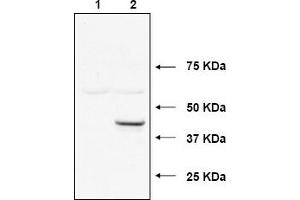 Image no. 1 for anti-Ubiquitin-Conjugating Enzyme E2, J1, U (UBE2J1) (N-Term) antibody (ABIN401384) (UBE2J1 anticorps  (N-Term))