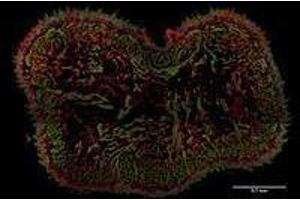 Immunofluorescence (IF) image for anti-AHNAK Nucleoprotein (AHNAK) (N-Term) antibody (ABIN263928)