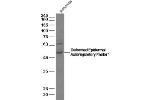 Mouse pancreas lysates, probed with Deformed Epidermal Autoregulatory Factor 1 Polyclonal Antibody, unconjugated (bs-6377R) at 1:2000 overnight at 4°C followed by a conjugated secondary antibody for 60 minutes at 37°C.