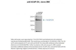 Image no. 1 for anti-Non-SMC Condensin II Complex, Subunit D3 (NCAPD3) antibody (ABIN1042599) (NCAPD3 anticorps)