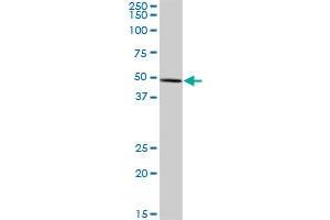 FDXR MaxPab polyclonal antibody.
