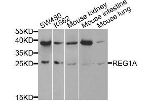 Western blot analysis of extracts of various cell lines, using REG1A antibody. (REG1A anticorps  (AA 50-150))