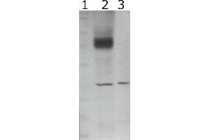 Western-Blot detection of human GFRα-2 expressed in CHO cells. (GFRA2 anticorps)