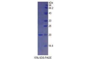 SDS-PAGE analysis of Rat GDF1 Protein. (GDF1 Protéine)