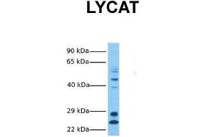 Host:  Rabbit  Target Name:  LYCAT  Sample Tissue:  Human Fetal Liver  Antibody Dilution:  1. (LCLAT1 anticorps  (Middle Region))