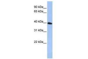 Image no. 1 for anti-Tetraspanin 17 (TSPAN17) (AA 72-121) antibody (ABIN6740790) (Tetraspanin 17 anticorps  (AA 72-121))