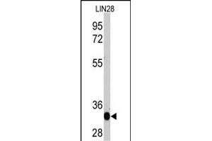 Western blot analysis of LIN28 recombinant protein by anti-LIN28A Monoclonal Antibody (ABIN387790 and ABIN2838026).