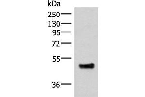 IRX5 antibody