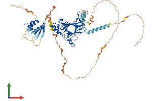AlphaFold protein structure predicition of Human Recombinant IRF5 Protein, UniprotID Q13568