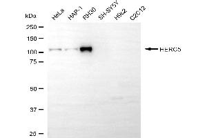 anti-Hect Domain and RLD 5 (HERC5) antibody
