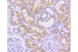 Immunohistochemistry of paraffin-embedded human kidney using MCL1 antibody (ABIN4904325) at dilution of 1:100 (40x lens). (MCL-1 anticorps)