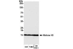 Western Blotting (WB) image for anti-Histone H3 (H3) (C-Term) antibody (ABIN7455227)