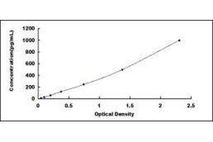 Fibroblast Growth Factor 19 (FGF19) ELISA Kit