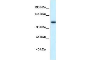 WB Suggested Anti-Mcm10 Antibody   Titration: 1. (MCM10 anticorps  (N-Term))