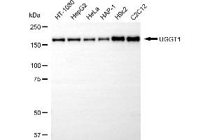 Western blotting analysis using UGGT1 antibody (ABIN7800766).
