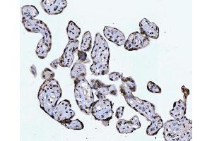 IHC analysis of CTBP2 using anti-CTBP2 antibody (ABIN7601326). (CTBP2 anticorps  (AA 321-445))