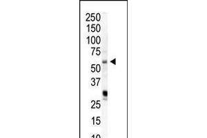 Western blot analysis of anti-PIP5K1A Pab in HeLa cell lysate (PIP5K1A anticorps  (N-Term))