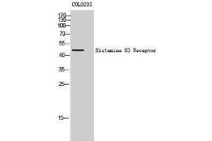 Western Blotting (WB) image for anti-Histamine Receptor H3 (HRH3) (Internal Region) antibody (ABIN3185012) (HRH3 anticorps  (Internal Region))
