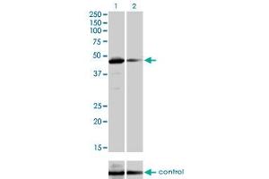 Western blot analysis of TAF7 over-expressed 293 cell line, cotransfected with TAF7 Validated Chimera RNAi (Lane 2) or non-transfected control (Lane 1).