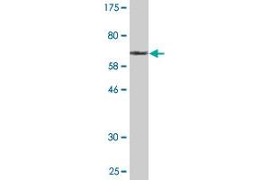 Western Blot detection against Immunogen (68.