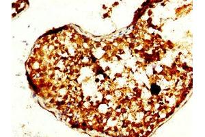 IHC image of ABIN7172295 diluted at 1:240 and staining in paraffin-embedded human testis tissue performed on a Leica BondTM system.