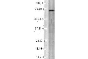 KCNQ4 Western Blot. (KCNQ4 anticorps  (N-Term))