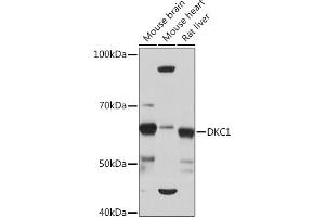 Western blot analysis of extracts of various cell lines, using DKC1 Rabbit mAb (ABIN7266869) at 1:1000 dilution. (DKC1 anticorps)