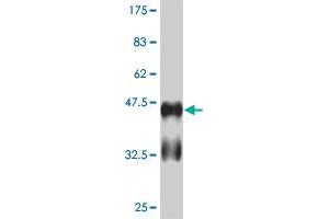 Western Blot detection against Immunogen (41.
