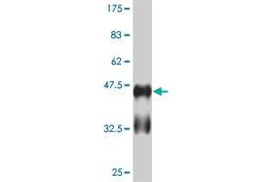 Western Blot detection against Immunogen (41. (RUNX2 anticorps  (AA 311-450))