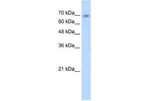 ZNF264 antibody used at 1. (ZNF264 anticorps  (C-Term))