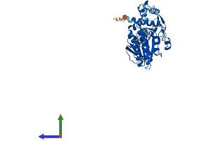 AlphaFold protein structure predicition of Human Recombinant UXS1 Protein, UniprotID Q8NBZ7