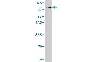 Western Blot detection against Immunogen (91.