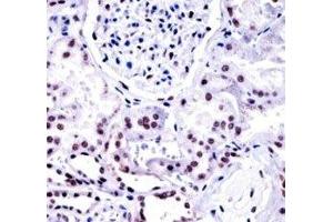 NONO antibody immunohistochemistry analysis in formalin fixed and paraffin embedded human kidney tissue (NONO anticorps  (AA 45-74))