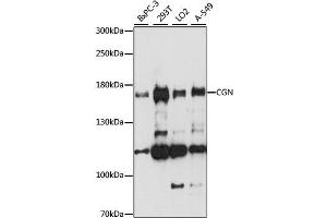 Western blot analysis of extracts of various cell lines, using CGN antibody. (Cingulin anticorps)