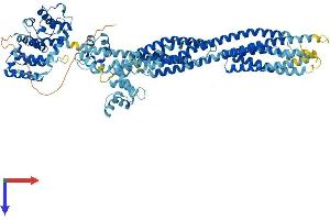 AlphaFold protein structure predicition of Human Recombinant ACTN3 Protein, UniprotID Q08043