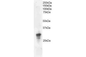 Image no. 1 for anti-Growth Factor Receptor-Bound Protein 2 (GRB2) (C-Term) antibody (ABIN374150) (GRB2 anticorps  (C-Term))