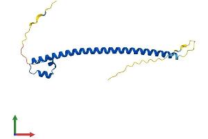 AlphaFold protein structure predicition of Human Recombinant MAFK Protein, UniprotID O60675