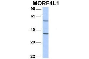 Host:  Rabbit  Target Name:  MORF4L1  Sample Type:  Human Adult Placenta  Antibody Dilution:  1. (MORF4L1 anticorps  (N-Term))