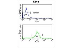 Flow Cytometry analysis of K562 cells using SFRP1 Antibody (N-term) Cat.