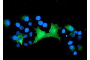 Anti-EPN2 mouse monoclonal antibody (ABIN2455559) immunofluorescent staining of COS7 cells transiently transfected by pCMV6-ENTRY EPN2 (RC213652). (Epsin 2 anticorps)