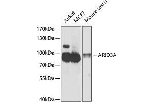 Western blot analysis of extracts of various cell lines, using A antibody (ABIN6131196, ABIN6137102, ABIN6137103 and ABIN6223591) at 1:1000 dilution. (ARID3A anticorps  (AA 324-593))