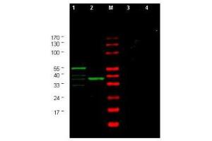 Image no. 1 for anti-Checkpoint Kinase 1 (CHEK1) (AA 312-327) antibody (ABIN290165) (CHEK1 anticorps  (AA 312-327))