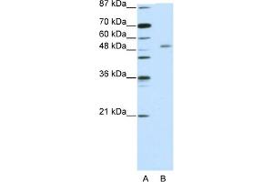 WB Suggested Anti-ZNF498 Antibody Titration:  5. (Zinc Finger and SCAN Domain Containing 25 (ZSCAN25) (C-Term) anticorps)
