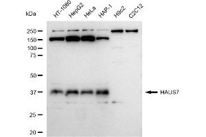 Western blotting analysis using HAUS7 antibody (ABIN7798838). (Recombinant HAUS7 anticorps)